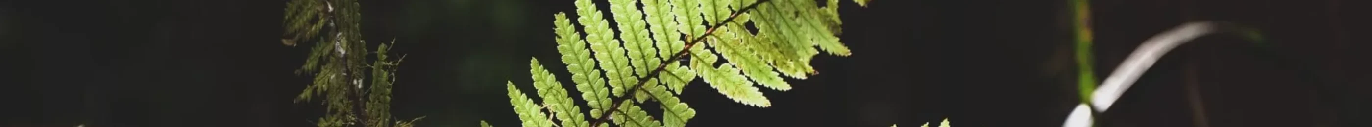 NZVAPOR-Our-story-min-2048x1356-1